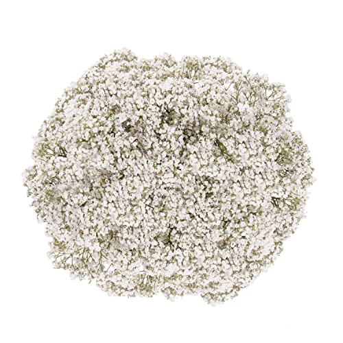 Million Star Gypsophilia (8 Bunches) #TOP1