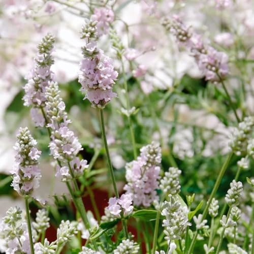 semi resistenti di lavanda biologici, lavanda, decorazione da giardino per esterni da giardino tappezzanti cucina 600pcs