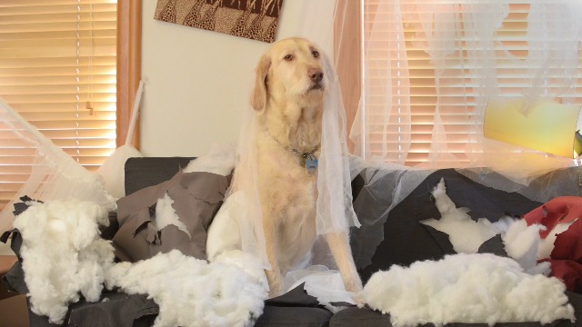 nylabone power chew ring