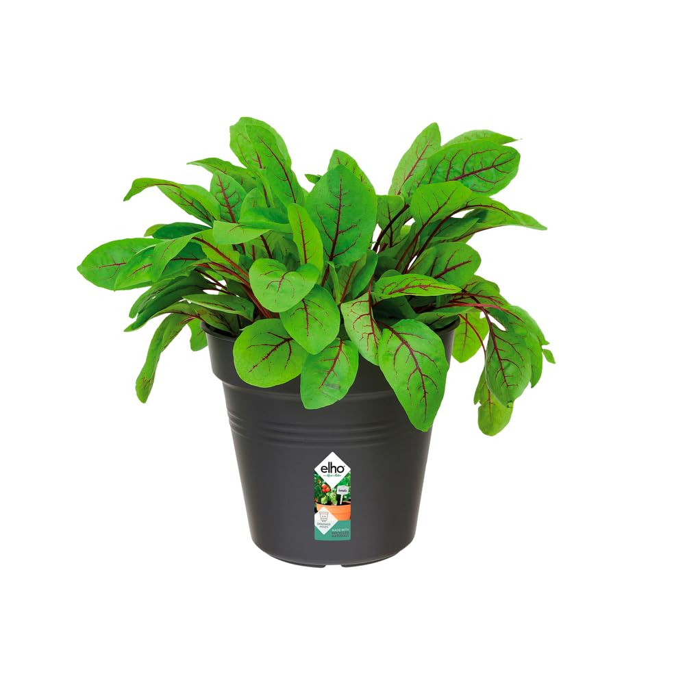 Elho Green Basics Pot De Culture 13 - Pot De Fleurs pour Intérieur, Extérieur, Culture & Récolte - Ø 13.1 x H 12.0 cm - Noir/Living Noir - 4