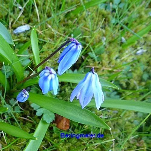 210 Blumenzwiebeln Mischung Krokus Winterling Scilla Augen und Bienenweide