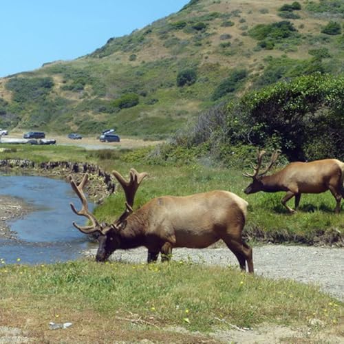 Elk in NorCal