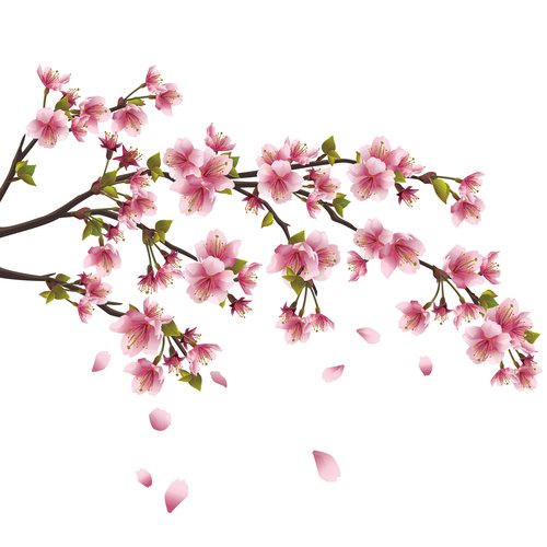 Japanese Cherry Blossom Premium Fragrance Oil, 4 Oz. Bottle