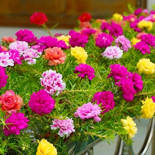 KVITER 2,000 Mix Double Moss Rose Seeds for Planting (Portulaca