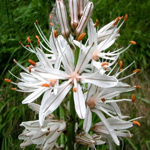 Plant World Seeds - Asphodelus Albus Seeds (Perennial Flower Seeds)
