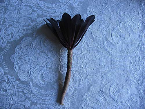 Aeonium arboreum ‘Black Rose', 2 Cuttings 3-5