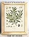 Vintage Botanical Olive Tree Print 11x14 Unframed Poster– Olea Europaea Art Print, Antique Scientific Wall Art Illustration of Mediterranean Flora, Branch & Flower Diagram - Kitchen, Dining Room Décor