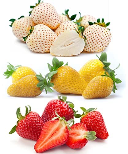 800+ Strawberry Seeds 400 White 300 Red And 100 Yellow Strawberry Seeds Mixed For Planting #TOP23