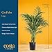 Costa Farms Cat Palm Live Plant in Decorative Pot, Large Indoor Houseplant, Perfect for Home, Room, or Office Decor, Great House Warming or Birthday Gift, 3-4 Feet Tall