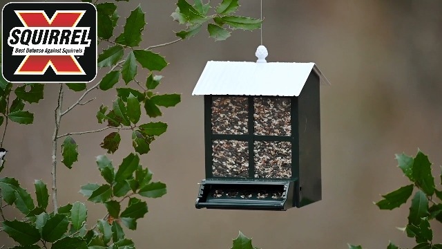 Amazon.com : More Birds Squirrel-X Feeder with Perch for