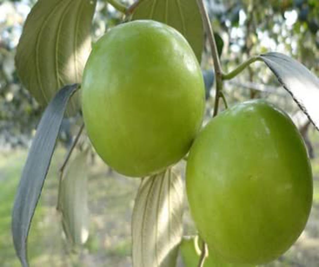 Green view Live Apple Ber Thailand Variety Fruit Known As The Indian Jujube Grafted Plant Comes With A Polybag (B0BSSVVC2K) Amazon Price History, Amazon Price Tracker