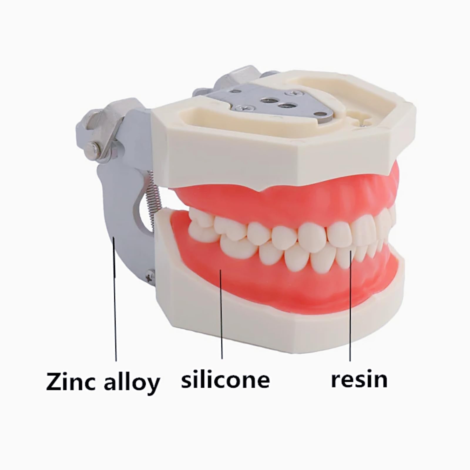Modelo de dientes dentales de tipodonto, completamente desmontables, modelo de 28 dientes, adecuado para enseñar, practicar y estudiar, viene con un pequeño destornillador