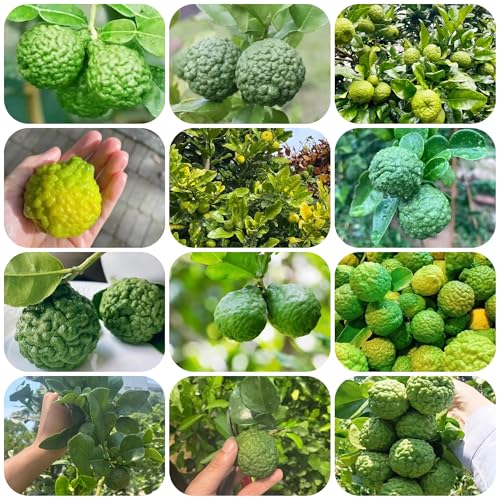 Semillas de lima kaffir - jardín de plantas Lima kaffir, fruta en espaldera plantas frutales Plantas resistentes para balcones árbol de lima plantas resistentes Plantas de balcón 100pcs
