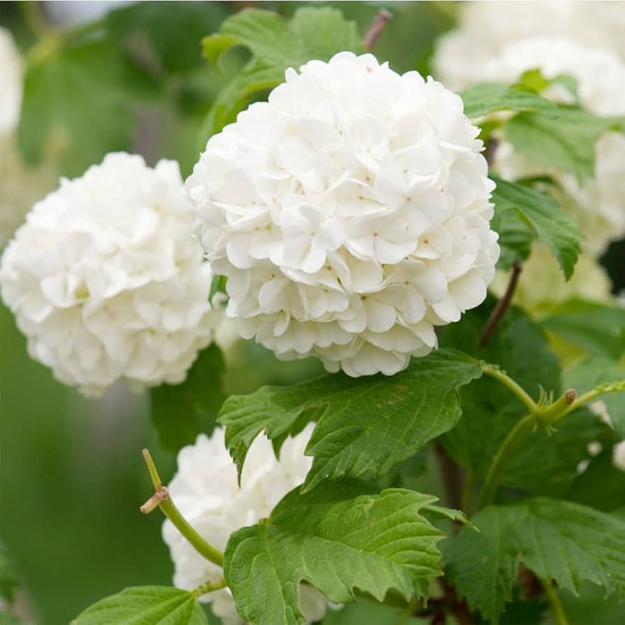 Amazon.com : QAUZUY GARDEN 50 Premium Hydrangea Seeds White