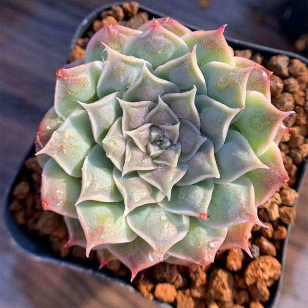 Amazon.co.jp: 農園直売 多肉植物 寄せ植え エケベリア属 ハート