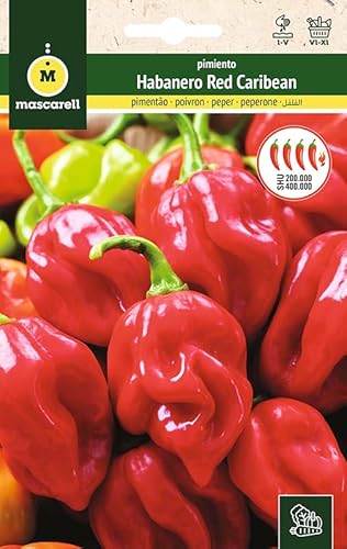 Mascarell Semillas, PIMIENTO, Semillas Huerto, PIMIENTO HABANERO RED CARIBEAN, Crea tu Propio Huerto Urbano y Cultivo en Casa, Plantas Hortícolas, 0,3 Gramos