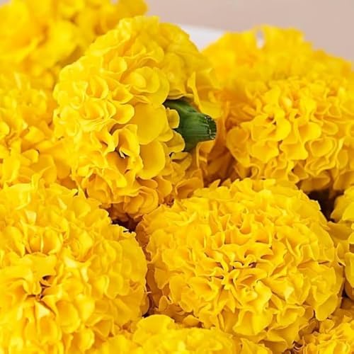 Image of African Marigold KS2628 - Semi Tall (60-75 cm) | Professional Nursery & Commercial Grade Flower Seeds | Bulk Packs for Farmers & Growers (Yellow, 10 Gm)