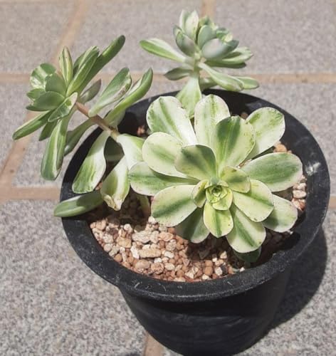 観葉植物 アエオニウム」の人気商品一覧 | 安い商品を通販サイトから
