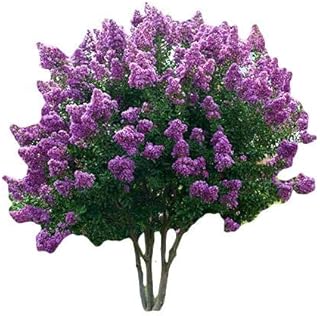 Muskogee Lavender Crape Myrtle Tree - Live Plant - (1 QT)