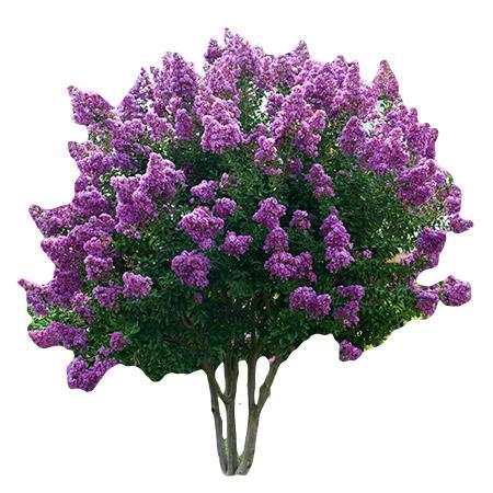 Muskogee Lavender Crape Myrtle