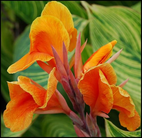 Canna Lily Bulbos, Winterharte, Decoración De Balcones, Bulbos De Jardín, Canna Indica Bulbos, Bulbos De Canna, Plantas Perennes-3 Bulbos-B