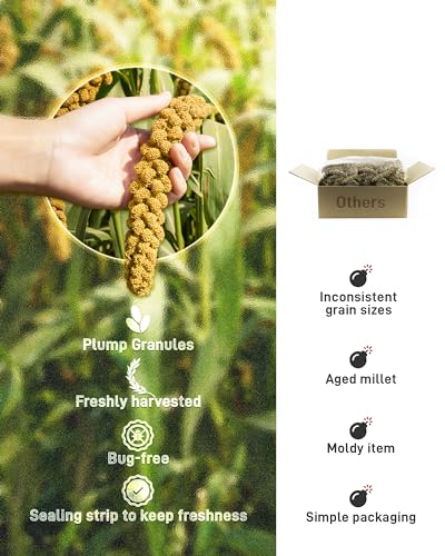 BUCATSTATE Spray Millet for Birds, Sun-Dried Healthy Millet Parakeet Treats for Parrots Cockatiel Lovebird Finch, GMO-Free Parakeet Food - 1.1lb - Thumbnail 4