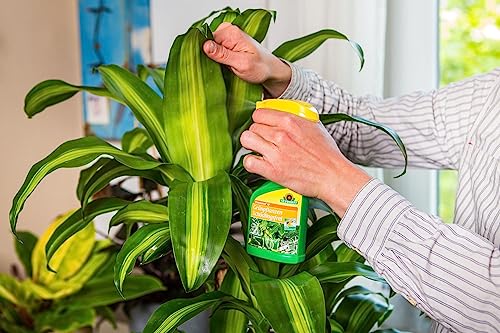 Neudorff Promanal AF Schild- und Wolllausfrei, bekämpft Schild- und Wollläuse sowie Spinnmilben an hartlaubigen Zierpflanzen, wie z. B. Oleander und Olive – Bild 3