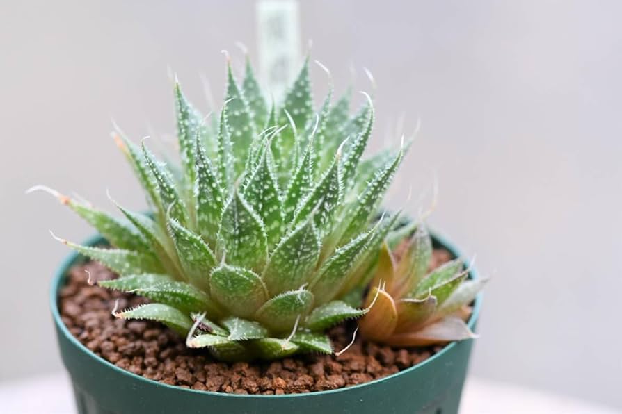 テンプラ TEMPURA アロエ 多肉植物 美苗 美株 多肉植物 1289