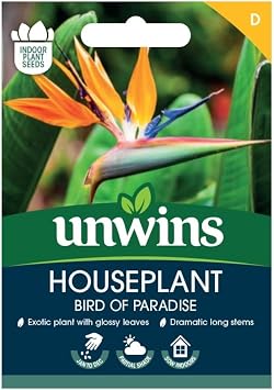 Houseplant Bird of Paradise Strelitzia Reginae