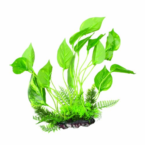 Fluval Marbled Anubias Plant For Aquarium, 9.5-Inch #TOP1