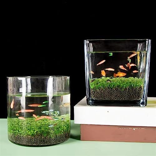 Thickened Glass Fish Bowl Aquarium - Transparent Mini Fish Tank for Water Plants, Seeds, and Micro Landscapes - Eco-Friendly Desktop Decor (Small Size)