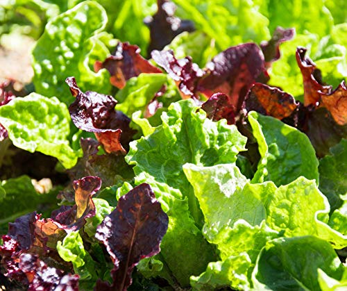 Baby Leaf BIO Salatsamen von Bobby-Seeds Portion