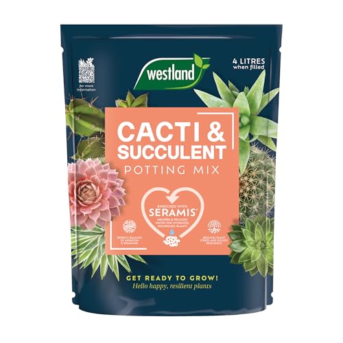 How long can a cactus go without water How long can a cactus go without water