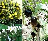 solanum torvum chrysotrichum WIDE RANGE COLLECTION 100 seeds Solanum Torvum Eggplant Tree Devil\'s Fig seeds eggplant