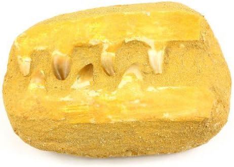 Crystal Allies Specimens: Natural Mosasaur Jaw Dinosaur Bone Fossil from Morocco - 1.5lbs