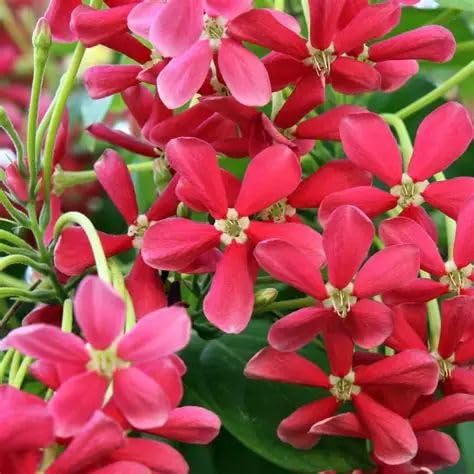 GROWDERS Madhu Malti Creeper Plant (Rangoon Creeper – Quisqualis indica) | Chinese Honeysuckle | Fragrant Flowering Vine | Fast-Growing Climbers for Garden, Balcony & Trellis |-image-31