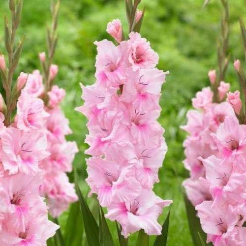 See full amazon price history chart for Plantogallery Gladiolus Bulb - Pack Of 1 Bulbs (Pink) Plantogallery Gladiolus Bulb - Pack Of 1 Bulbs (Pink) (B0CG356376) Amazon Price History, Amazon Price Tracker