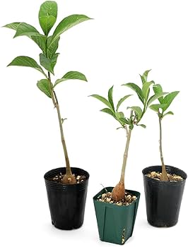 51RdB654ccL._AC_UF350, 51RdB654ccL._AC_UF350,