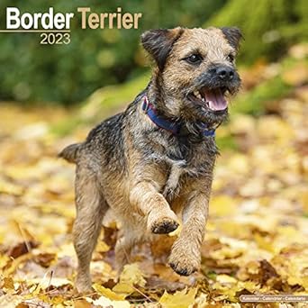 Border Terrier Kalender 2026: Een Jaar vol Vrolijkheid
