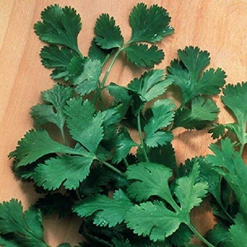 Germinazione dei semi: semi Cilantro lenti Bolt Semi 50 Semi Bulk:Semillas