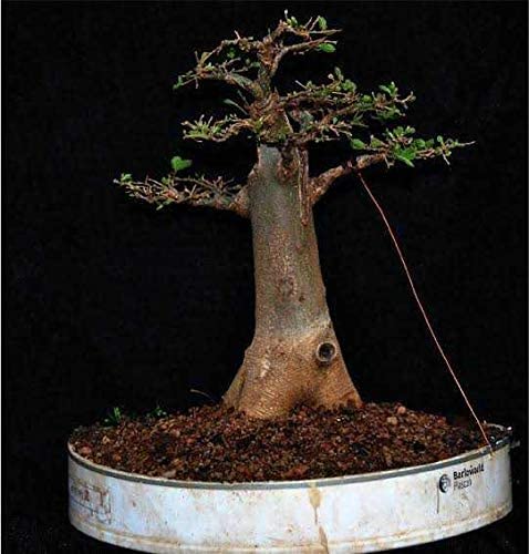 ficus indoor bonsai Ficus Ginseng Bonsai main image 1