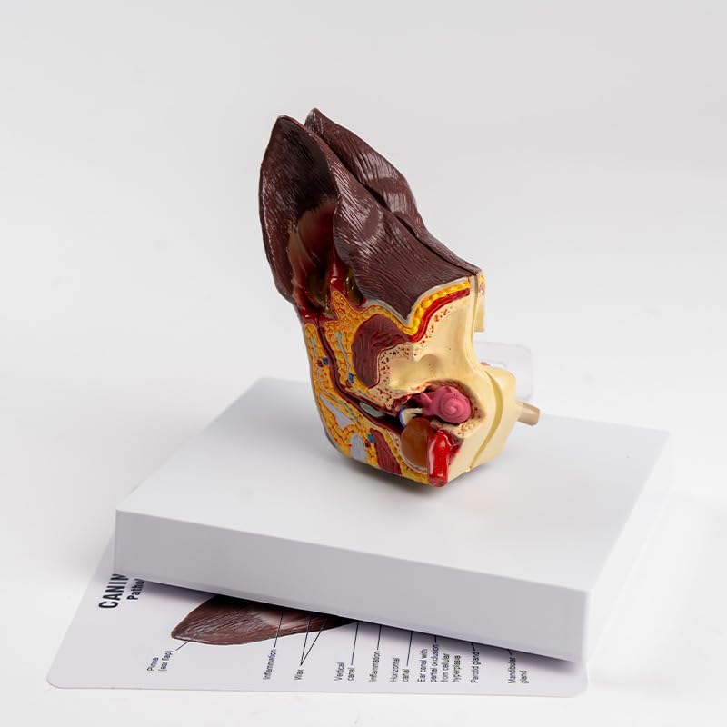 Medical Science Dog Ear Pathology Model Canine Ear Anatomical Model