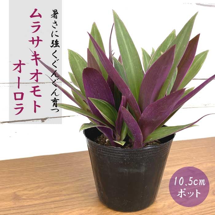 Amazon.co.jp: ムラサキオモト オーロラ 10.5cm ポット苗 観葉植物