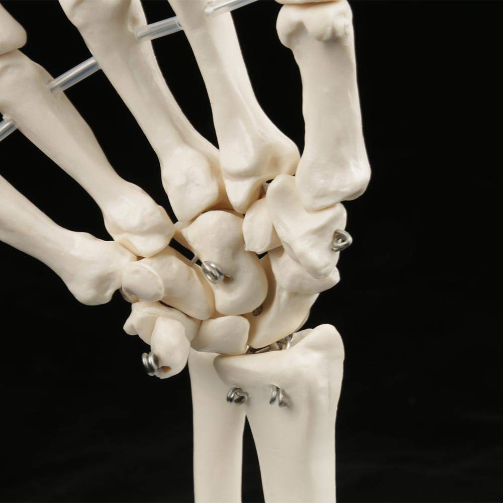 Medizinisches Handknochenmodell, Menschliche Größe Handgelenk Gelenkforschung Knochenmodell für Medizinische Ausstellungen, Künstler, Dekorationen