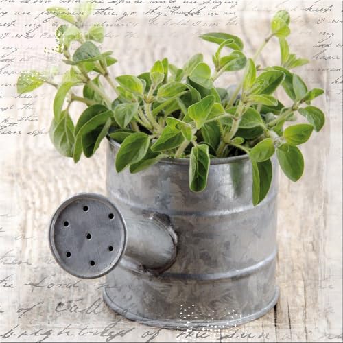 artissimo, Glasbild, 30x30cm, AG2053A, Herbs I, Küchenbild mit Kräutern, grün, Bild aus Glas, moderne Wanddekoration aus Glas, Wandbild Wohnzimmer modern