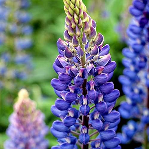 Lupine Zaden, 30 Stks/zak Bloemzaden Jaarlijkse Levendige Georgische Uitstekende Producerende Blauwe Lupinus Texensis… - Afbeelding 7