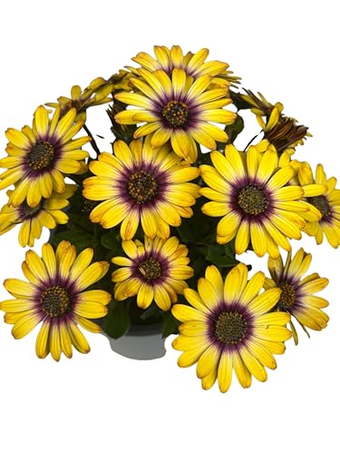 Margarita Dimorfoteca Planta Natural de Exterior Amarilla - Maceta de 14 cm - Flores Naturales para Terraza y Jardín