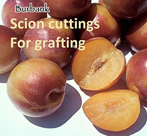 Burbank Plumcot, 3 dormant Scion cuttings for Grafting, 6-8 inches Long