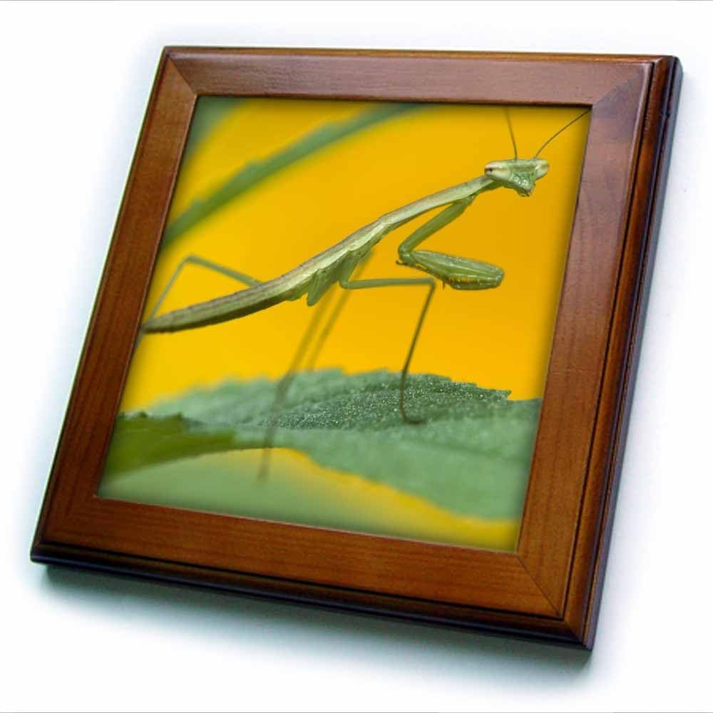 3dRose ft_94224_1 Praying Mantis Insect, Pennsylvania, USA-US39 RKL0020-Raymond Klass-Framed Tile, 8 by 8-Inch