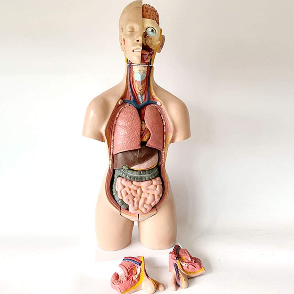 7ウェルネ 骨盤模型 人体模型 (主要筋・靭帯・神経付) 実物大 [ 骨格